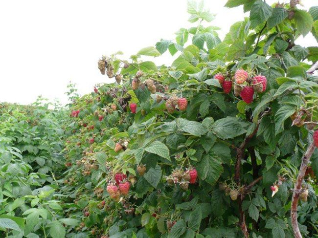 Thứ mọc dại ven đường, dân Việt mang về trồng ôm bạc tỷ - 9