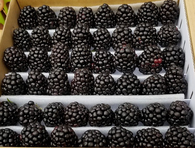 Thứ mọc dại ven đường, dân Việt mang về trồng ôm bạc tỷ - 10