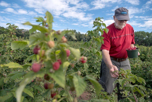 Thứ mọc dại ven đường, dân Việt mang về trồng ôm bạc tỷ - 8