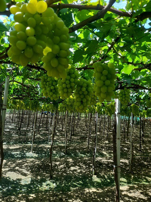  Nho xanh Ninh Thuận quả hình cầu, có hạt, nặng từ 350-450gr/chùm.