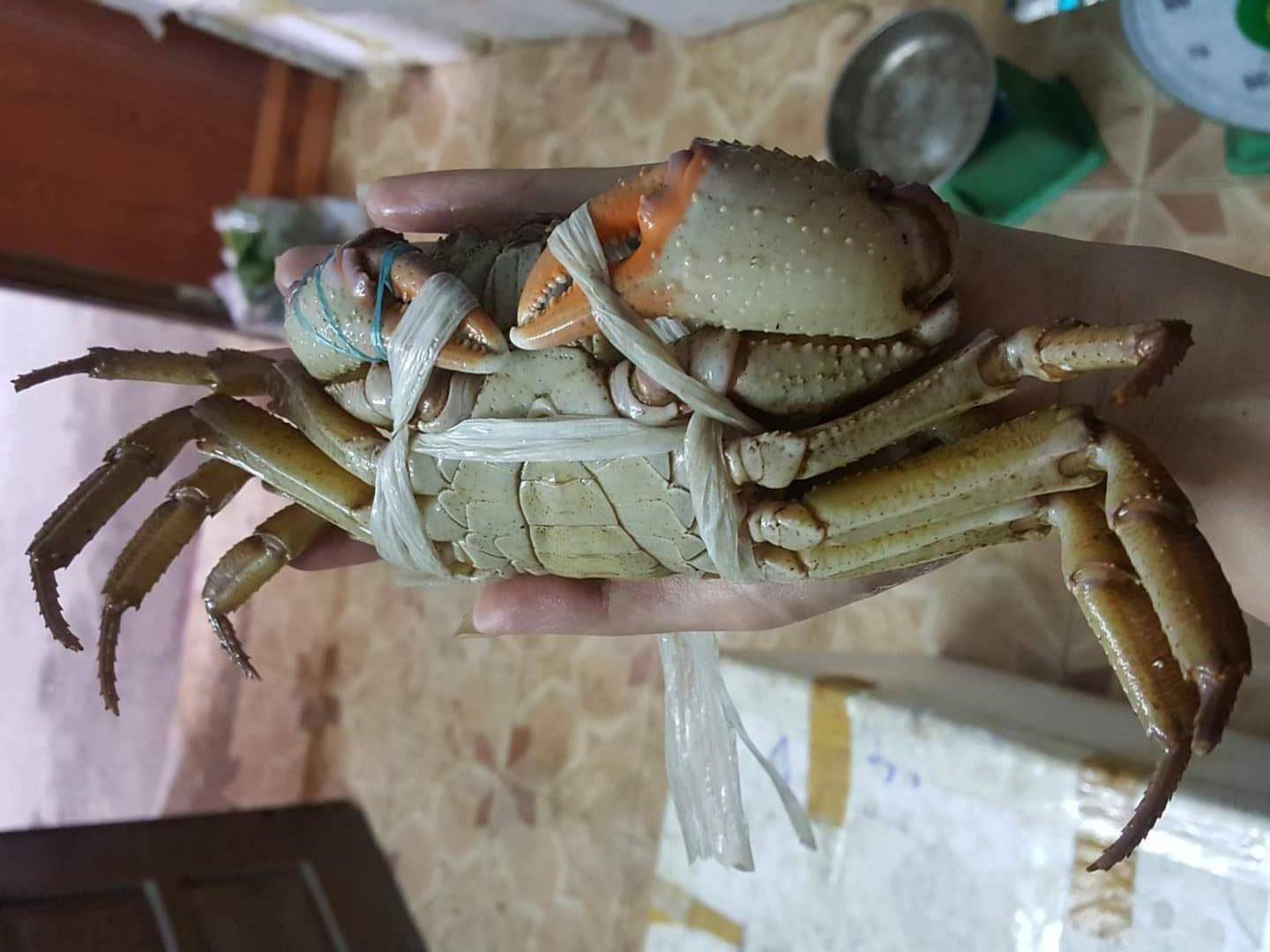 Cua núi đá ăn lá rừng: Đặc sản Hà Giang, ngon hơn cua biển - 5