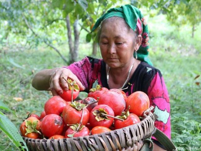 Quả hồng là báu vật mùa thu, ăn vào dưỡng phổi, bảo vệ mạch máu nhưng lưu ý 4 điểm