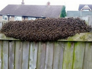 Nhà đẹp - Đi vắng 1 ngày, lúc trở về gia đình người Anh hãi hùng nhìn cảnh ở hàng rào sau nhà