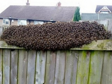 Đi vắng 1 ngày, lúc trở về gia đình người Anh hãi hùng nhìn cảnh ở hàng rào sau nhà