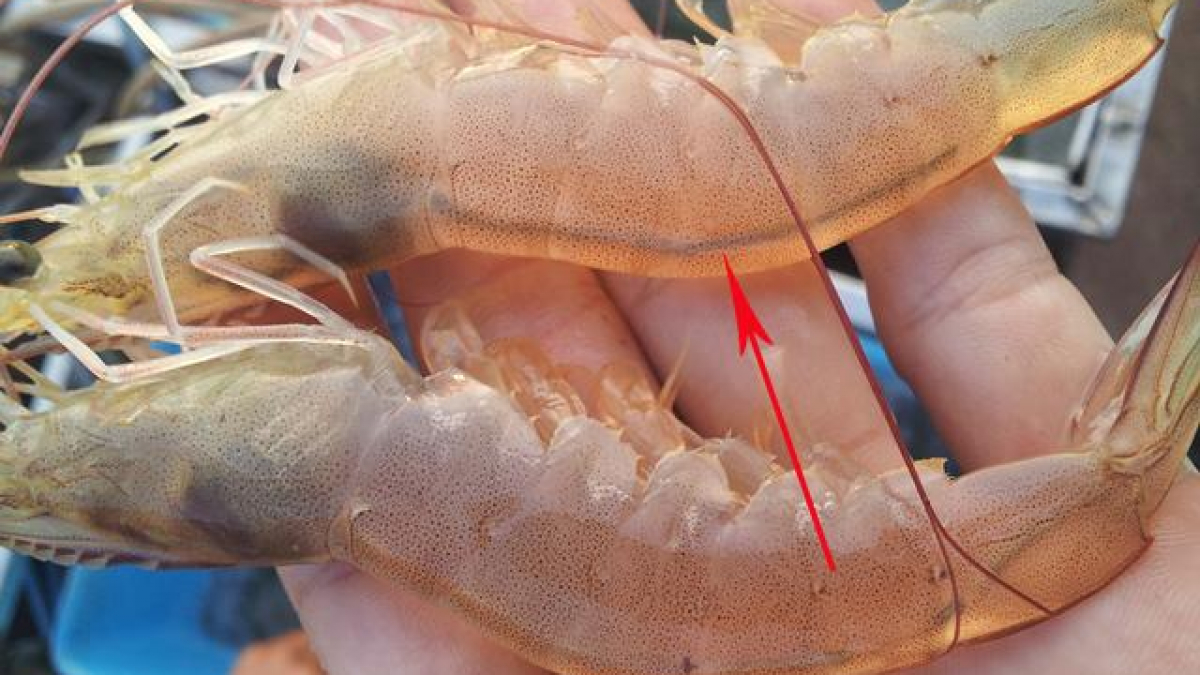 Chỉ đen ở lưng t&ocirc;m c&oacute; cần thiết phải bỏ kh&ocirc;ng? Sự thật đằng sau ai cũng bất  ngờ