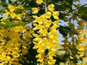 Nhà đẹp - Hoa lan vàng lá, khô ngọn, chỉ cần làm theo cách dưới đây cây xanh mướt, ra hoa rực rỡ