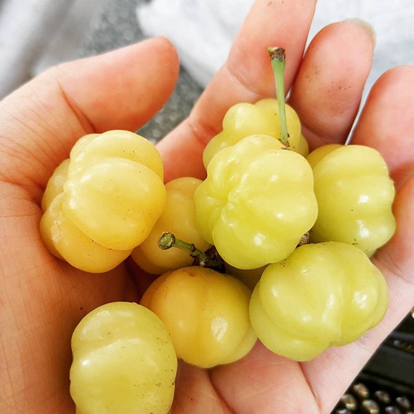 Việt Nam có 8 quả dại gắn với tuổi thơ 8X,9X, nghe tên lạ hoắc nhiều người không nhận ra - 5