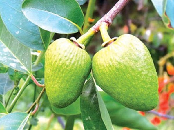 Việt Nam có 8 quả dại gắn với tuổi thơ 8X,9X, nghe tên lạ hoắc nhiều người không nhận ra - 6