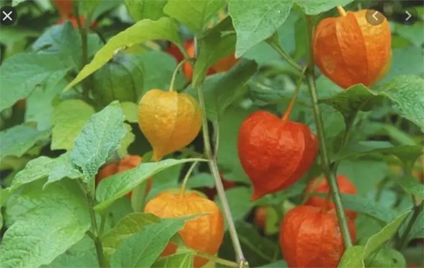 Việt Nam có 8 quả dại gắn với tuổi thơ 8X,9X, nghe tên lạ hoắc nhiều người không nhận ra - 2