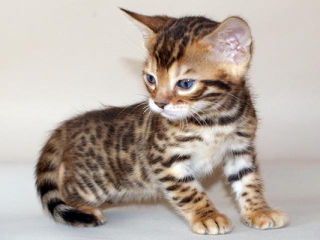 Mèo Bengal giá bao nhiêu? Thiên nhiên, tính cách và chăm sóc