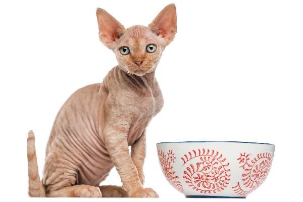 Mèo không lông Sphynx - Đặc điểm, cách nuôi và giá bán tại Việt Nam - 6