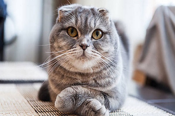 Mèo tai cụp Scottish Fold - Giá bán, đặc điểm và cách nuôi tốt nhất - 3