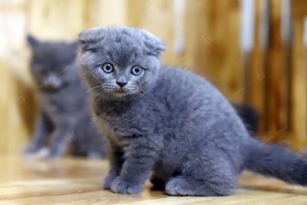 Mèo tai cụp Scottish Fold - Giá bán, đặc điểm và cách nuôi tốt nhất - 2