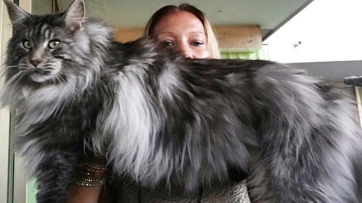 Mèo Maine Coon: Đặc điểm, cách nuôi và chăm sóc, giá bán - 2