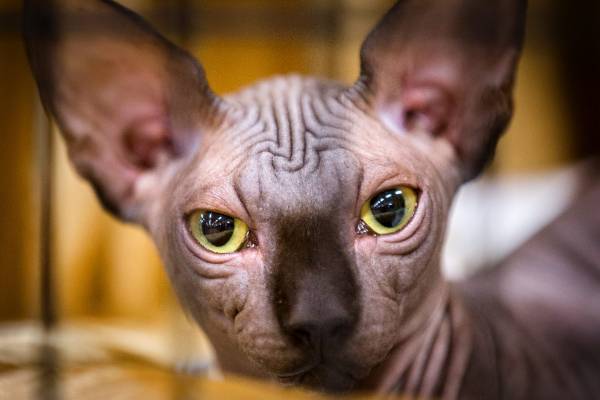 Hình ảnh Sphynx Mèo Ai Cập Trang Trí Nền PNG , đáng Yêu, Cổ Xưa, Động Vật  PNG và Vector với nền trong suốt để tải xuống miễn phí