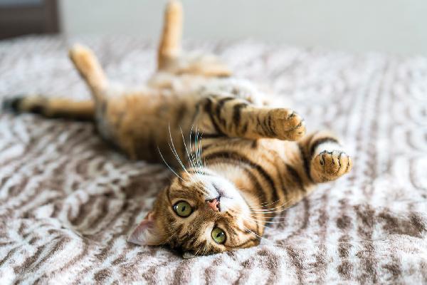 Mèo Bengal giá bao nhiêu? Đặc điểm, tính cách và cách chăm sóc - 7