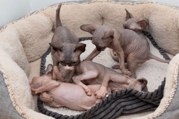 Mèo không lông Sphynx - Đặc điểm, cách nuôi và giá bán tại Việt Nam - 7