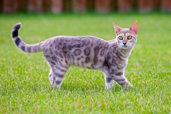 Mèo Bengal giá bao nhiêu? Đặc điểm, tính cách và cách chăm sóc - 4