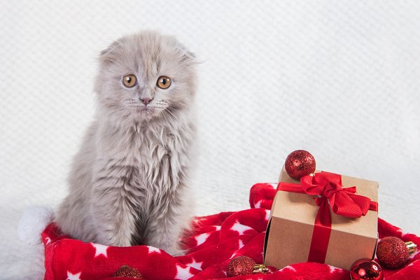 Mèo tai cụp Scottish Fold - Giá bán, đặc điểm và cách nuôi tốt nhất - 10