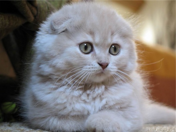 Mèo tai cụp Scottish Fold - Giá bán, đặc điểm và cách nuôi tốt nhất - 9