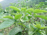 Xem ăn chơi - Rau rừng tên nghe đã thấy đắng nhưng lại gây nghiện, đặc sản chỉ khách quý mới được ăn