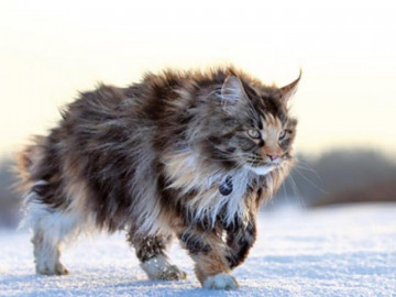 Mèo Maine Coon: Đặc điểm, cách nuôi và chăm sóc, giá bán