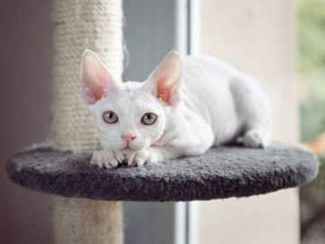 Mèo không lông Sphynx - Đặc điểm, cách nuôi và giá bán tại Việt Nam