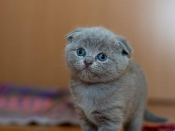 Mèo tai cụp Scottish Fold - Giá bán, đặc điểm và cách nuôi tốt nhất