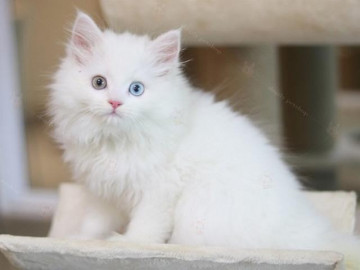 Mèo Anh lông dài có những loại nào và cách nuôi, chăm sóc mèo tốt nhất
