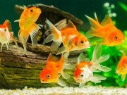 Nhà đẹp - 7 loài cá phong thủy mang ý nghĩa may mắn, tốt lành, giúp gia chủ gặt hái tài lộc