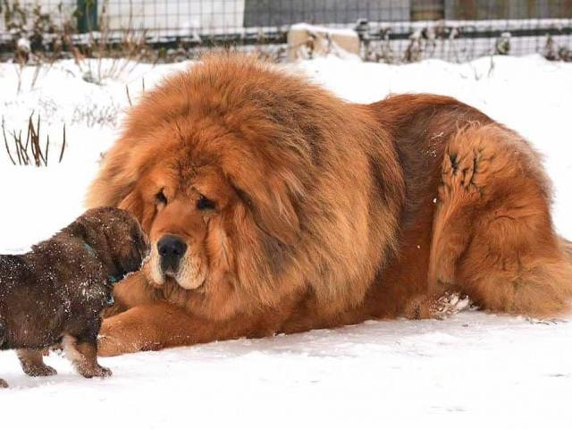 Chó ngao Tây Tạng - Đặc điểm, nguồn gốc, cách nuôi và huấn luyện