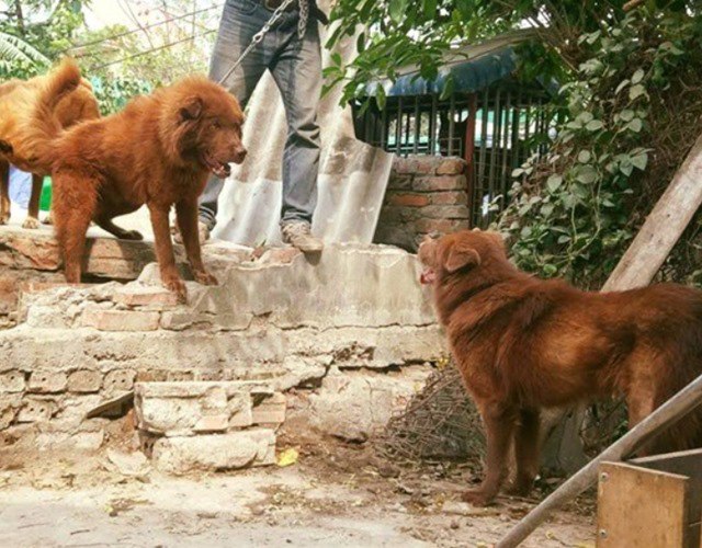Chó Bắc Hà - Những thông tin cần biết về giống chó Việt Quốc Chuẩn - 1