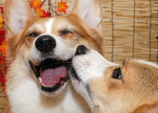 18 sự thật về những chú chó Corgi tạo nên những thú cưng tốt nhất - 15