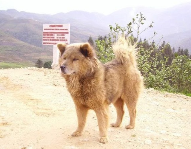 Cảnh khuyển Bắc Hà màu vàng