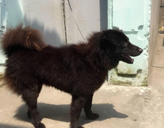 Chó Bắc Hà trưởng thành