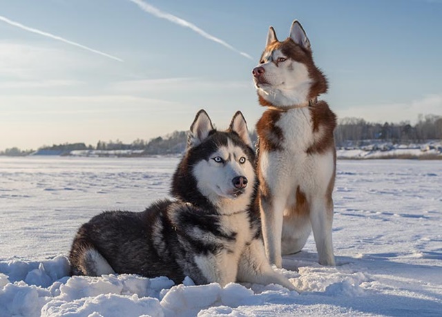 Chó Siberian Husky: Những Thông Tin Cần Biết Và Giá Bán