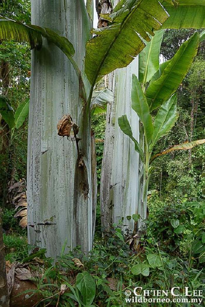 Loại chuối siêu to khổng lồ to bằng bắp chân người, ăn một quả no nguyên ngày - 3