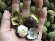Tiêu dùng - Thứ ở quê nhìn xấu xí trước cho không ai lấy, nay bán trăm nghìn/kg tha hồ kiếm tiền
