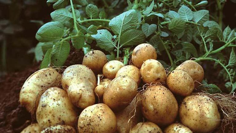 11 tác dụng của khoai tây và những bất lợi cần lưu ý - 3