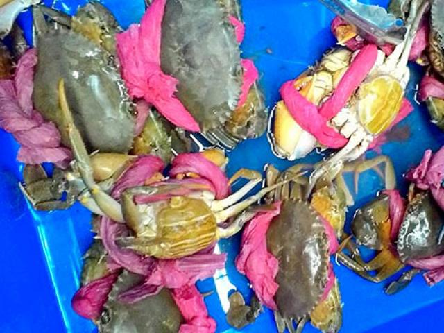 Mua cua biển luôn thấy có dây buộc, chị em ngớ người khi biết mục đích đằng sau