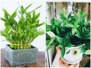 Nhà đẹp - 5 loại cây dễ chăm dễ trồng lại tốt cho phong thủy, rước về nhà tụ lộc gấp đôi