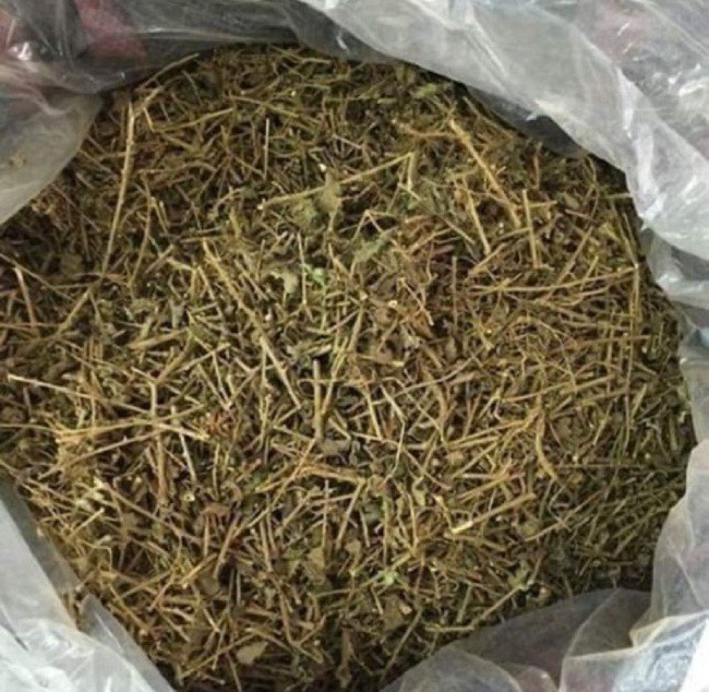 Cây cà gai sấy khô