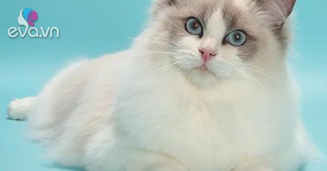 Mèo Ragdoll - 10 sự thật đáng yêu về giống mèo mắt xanh