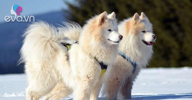 Chó Samoyed - Những thông tin cần biết, giá bán và cách nuôi