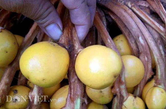 Cây lạ chờ mòn mỏi 10 năm mới ra quả, có chứa độc, ở Việt Nam bán hốt bạc - 7