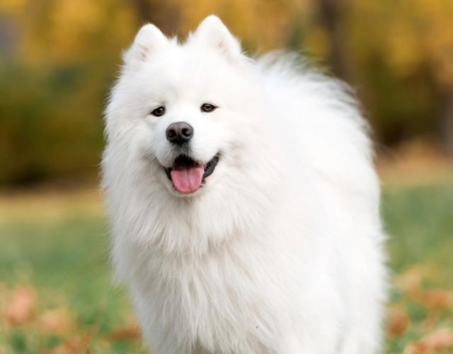 Chó Samoyed - Những thông tin cần biết, giá bán và cách nuôi - 5