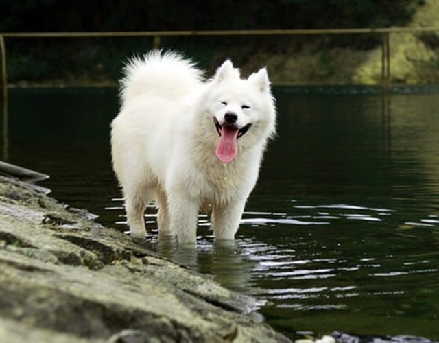 Chó Samoyed - Những thông tin cần biết, giá bán và cách nuôi - 3