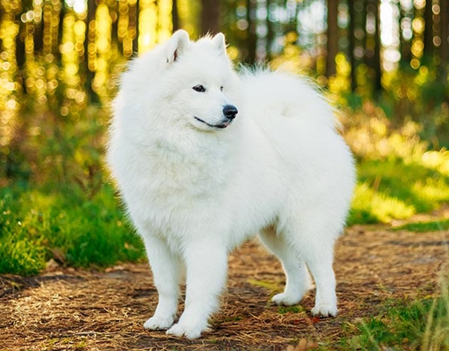 Chó Samoyed - Những thông tin cần biết, giá bán và cách nuôi - 4