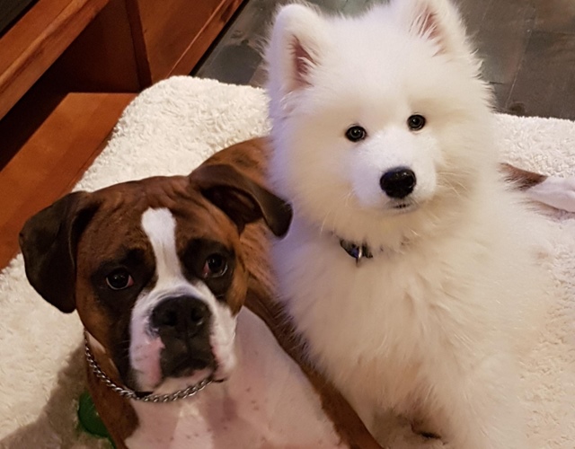 Chó Samoyed - Những thông tin cần biết, giá bán và cách nuôi - 7