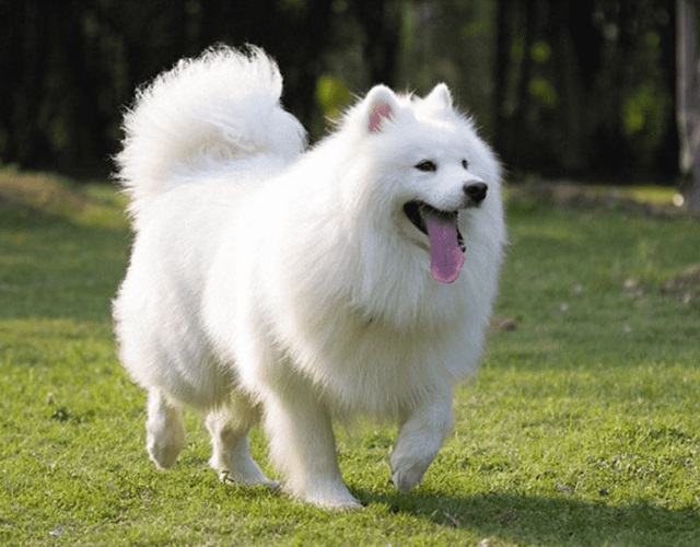 Chó Samoyed - Những thông tin cần biết, giá bán và cách nuôi - 10